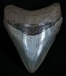Collector Quality Florida Megalodon Tooth - Inches #1940-1